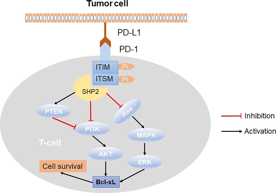 PD-1 and PD-l1 inhibitors. PD-1 С лигандами PD-l1 и PD-l2. Pd1 и pdl1. Строение PD.