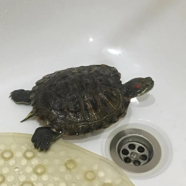 Купить черепаху водную