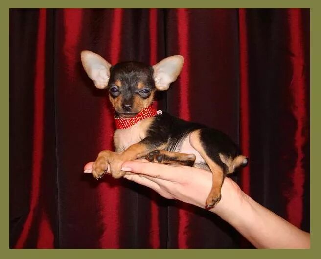 Мини той терьер почему мини. Карликовый гладкошерстный той терьер. Той терьер мини. Тойтерьеры. Щенки мини той терьера.