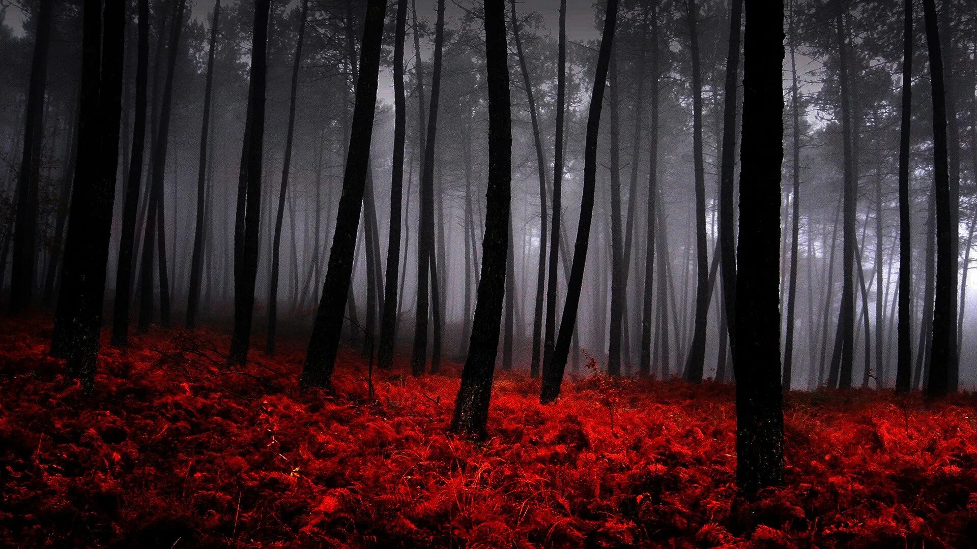 Самый черный лес. Темный лес. Мрачный фон. Мрачный лес. Кровавый лес.