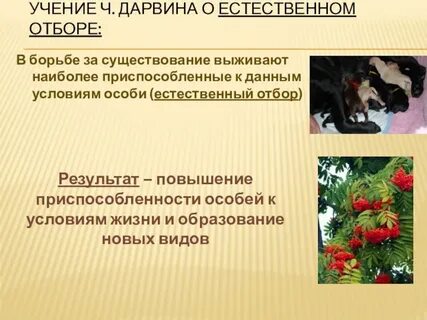 Дарвин об искусственном отборе 9 класс