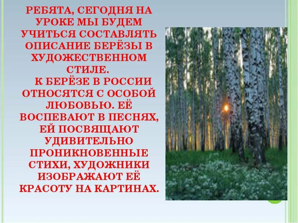 Береза как живое существо. Описание березы. Художественное описание березы. Научное описание березы. Рассказ о Березе.