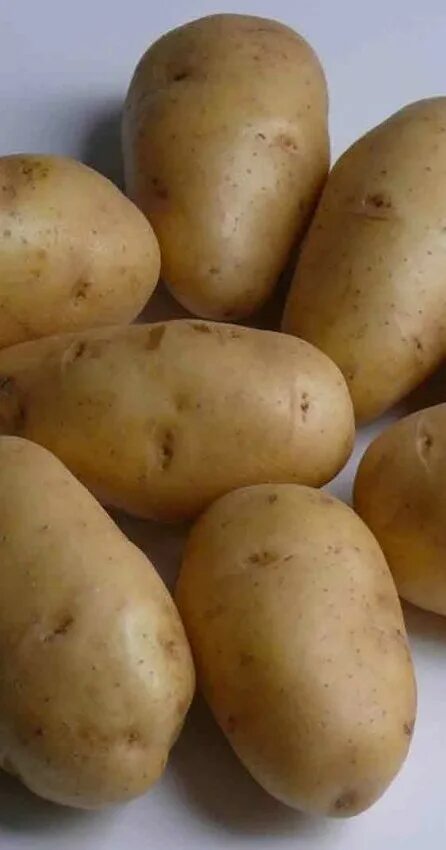 Колетте картофель характеристика отзывы. Картофель голубизна/суперэлита. Картофель Импала.