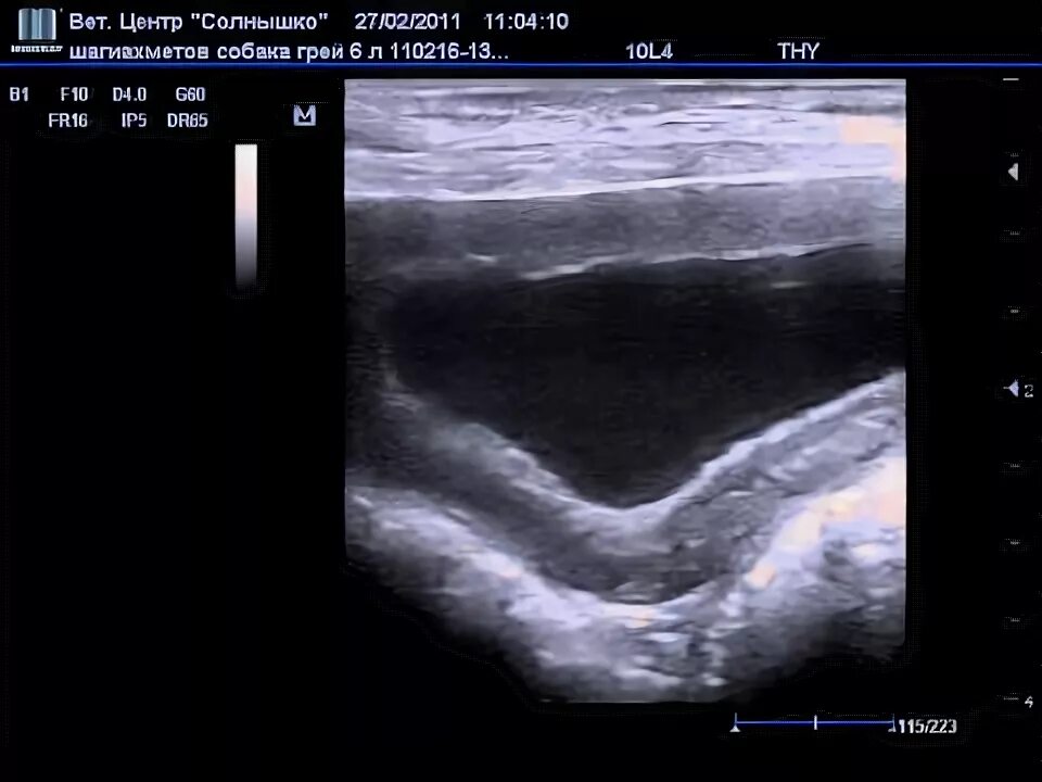 Операция мочевой пузырь собака. Отслойка слизистой мочевого пузыря УЗИ. Мочевой пузырь собаки УЗИ норма. УЗИ мочевого пузыря Ветеринария.