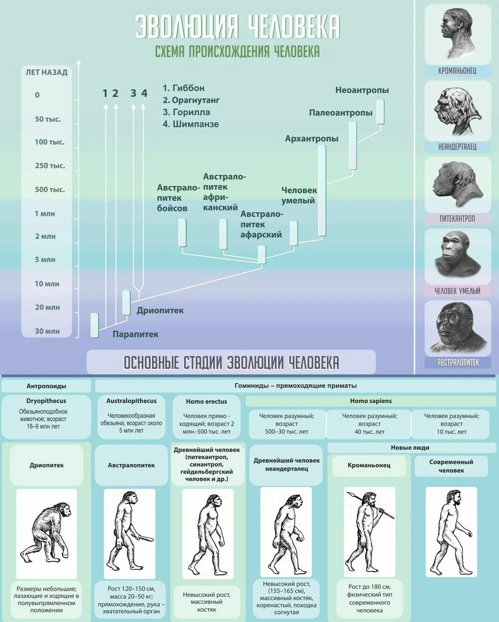 Стенд Эволюция человека. Этапы эволюции человека. Стадии развития человека. Стадии эволюции человека биология. Таблица по биологии этапы эволюции