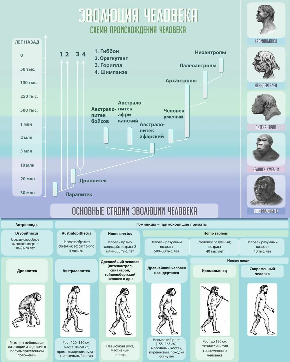 Название стадий человека. Этапы эволюции человека. Стенд Эволюция человека. Стадии эволюции человека биология. Стадии развития человека.