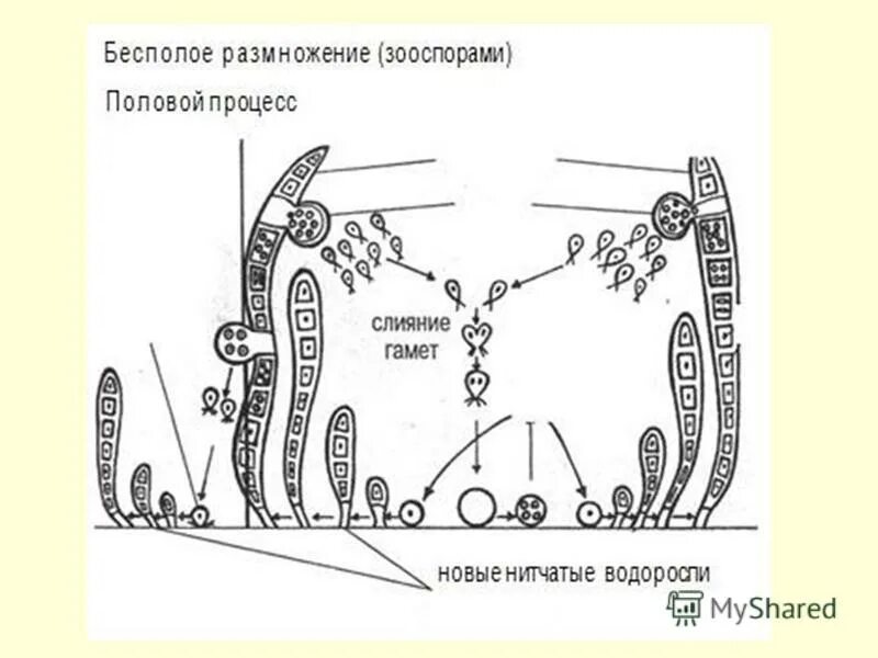 Способ размножение водоросль улотрикс