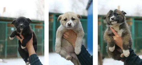 Чебоксарах животные