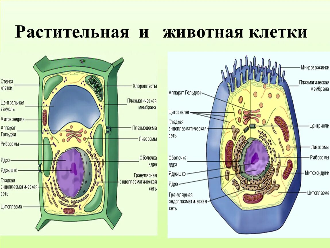 Схема строения животной и растительной клетки. Строение растительной и животной клетки. Состав растительной клетки и животной клетки. Схема строения клеток животных и растений.