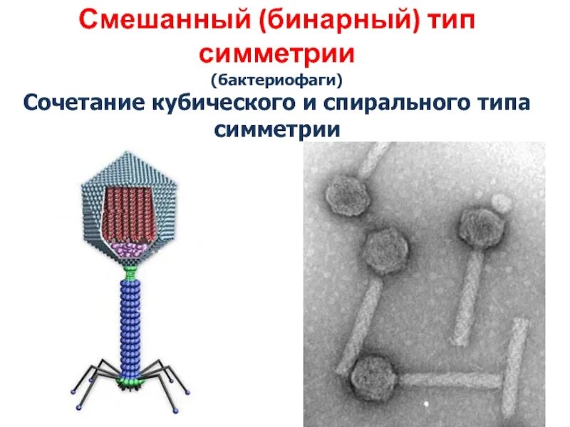 Сходства и различия бактериофагов и вич. Бактериофаг строение капсид. смешанный тип симметрии капсида. тип симметрии капсида у бактериофагов. смешанный тип симметрии вирусов.