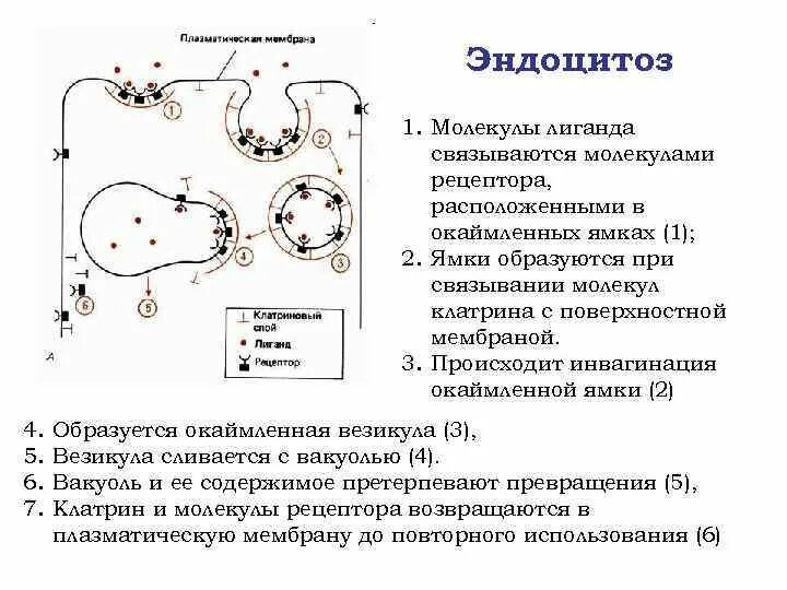 Рецептор-опосредованный эндоцитоз. Окаймленные ямки. Рецептор-опосредованный эндоцитоз механизм. Опосредованный рецепторами эндоцитоз особенности.