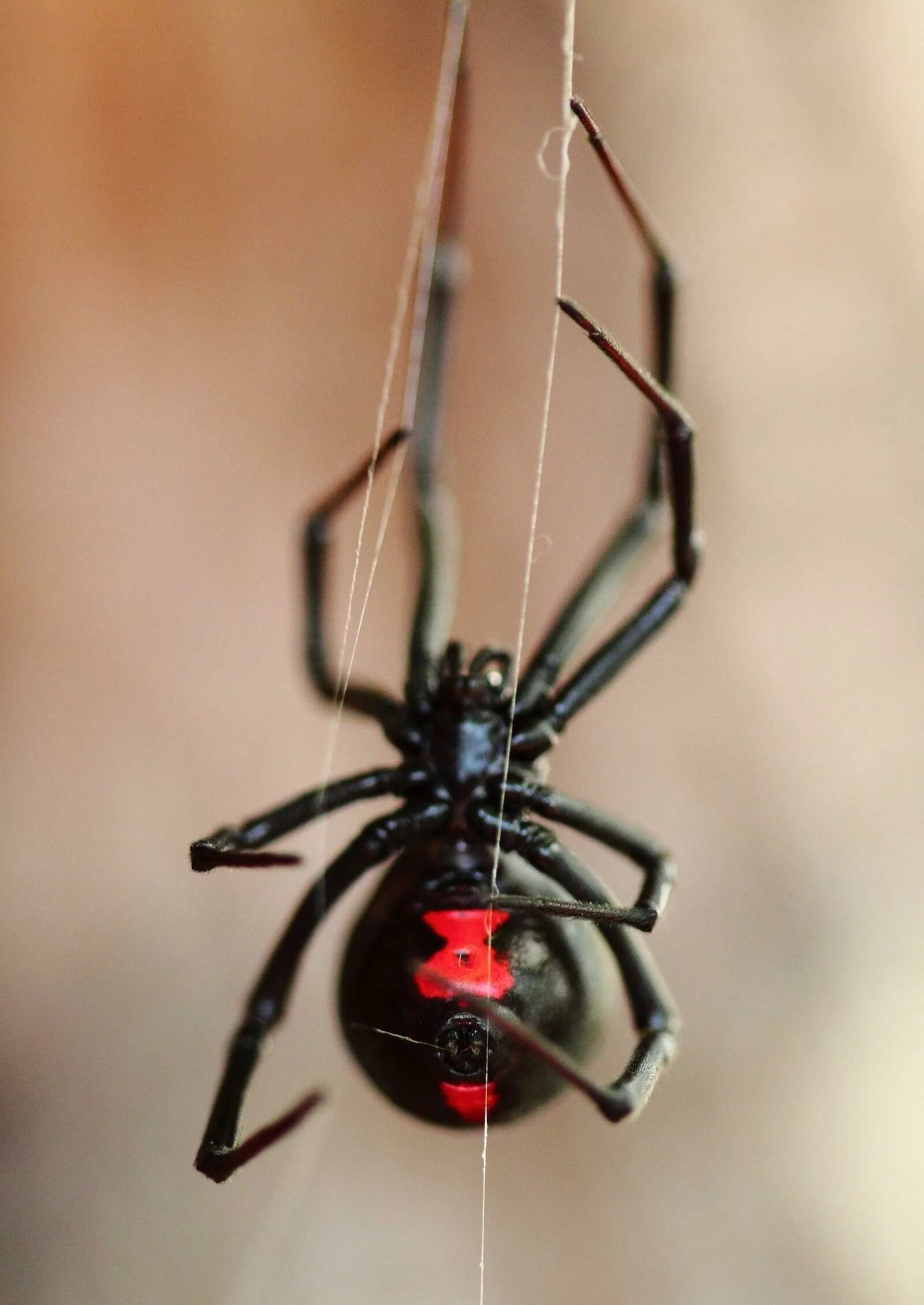 Человек каракурт. Каракурт паук. Черная вдова паук. Каракурт черная вдова. Австралийский красноспинный паук.