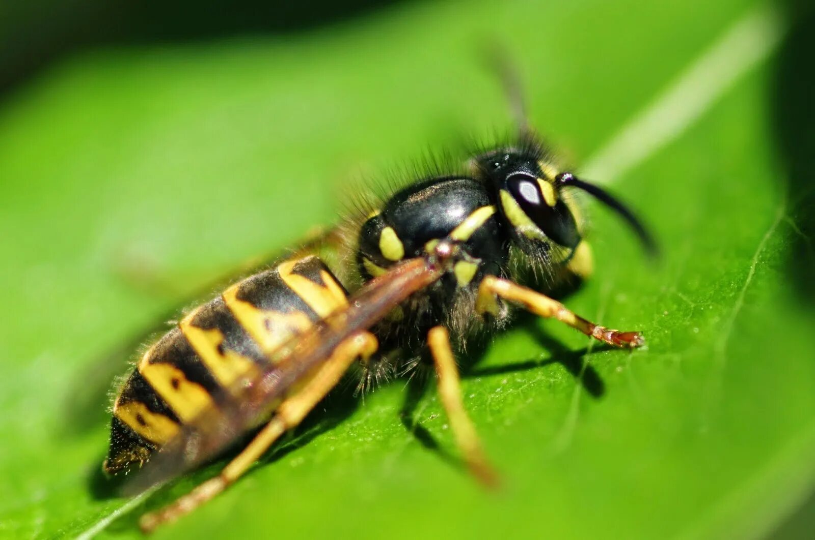 Пчелы и другие насекомые. Wasp Оса. Жалящие Перепончатокрылые. Осы тифии. Wasp насекомое.