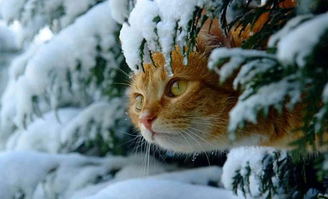 Зимний кот. Кот в снегу. Кошки зимой. Рыжий кот зимой.