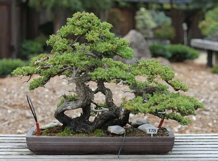 Bonsai Tree In Back Yard Фотографія Stock Adobe Stock