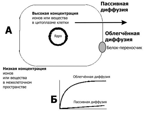 Кинетика мембранного транспорта. Кинетика облегченной диффузии. Кинетика активного транспорта. Как направлен диффузионный поток вещества.. Диффузный путь