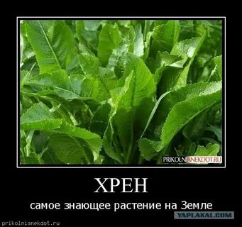 Хреновый хрен