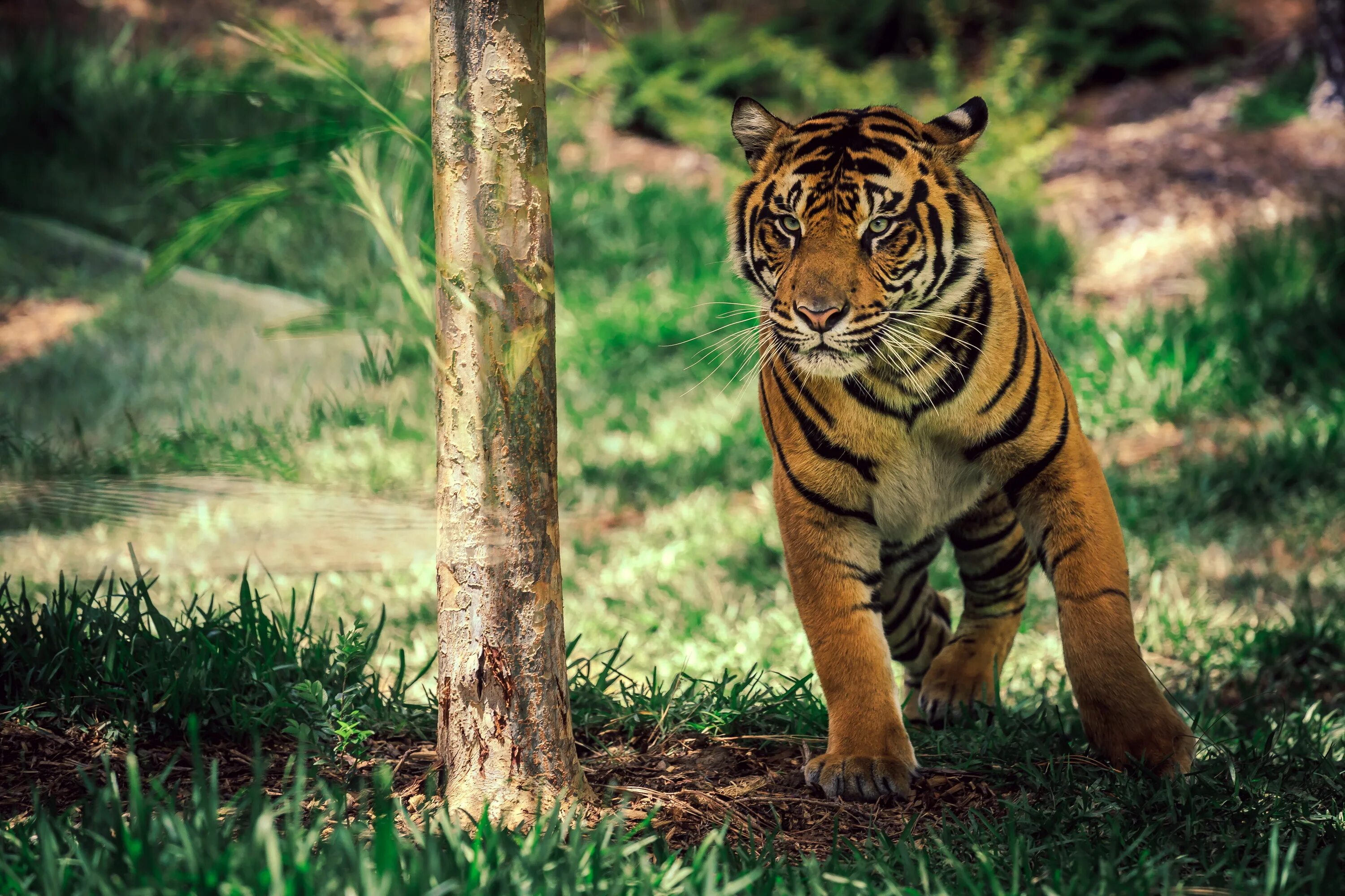 Живые обои тигр. Тигр. Фото тигра. Животные тигр. Тигр в природе.