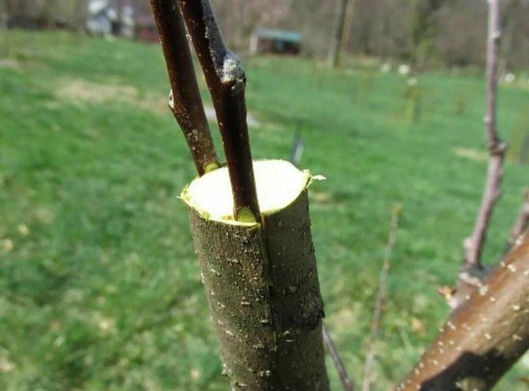 Подвой 106 обрезка ?. Посадка яблони на подвое. Обрезка подвоя. Обрезка яблонь весной прививка, яблонь. Формировка черешни веретеном.