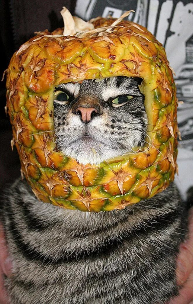 Кто есть кошек из животных