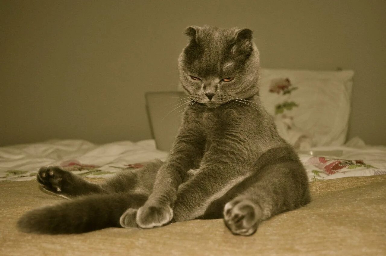 Котик вставай