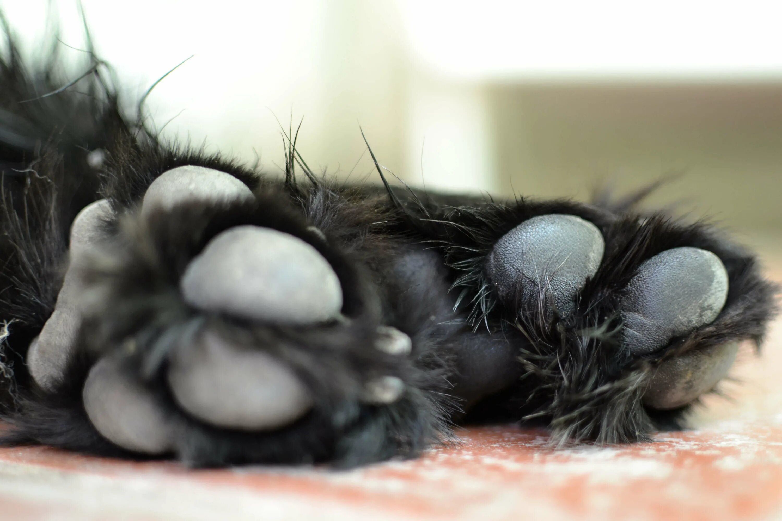 Черные кошачьи лапки. Кошачьи подушечки на лапах черные. У кота черные подушечки. Кошачьи пяточки. Кошачья лапа.