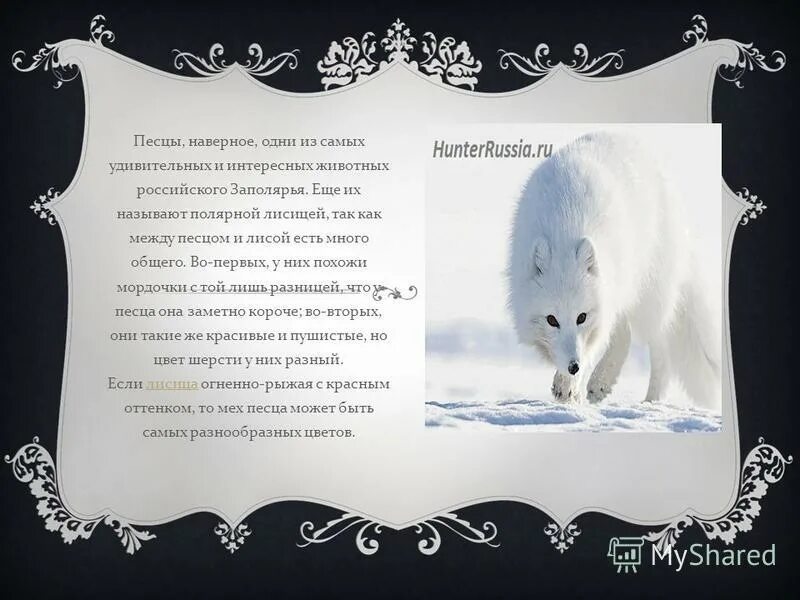Песец доклад. Песец доклад. Песец описание. Сообщение о песце. Песец доклад.