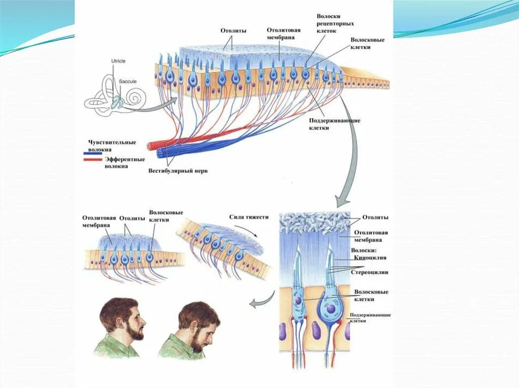 Клетки вестибулярного аппарата. Волосковые клетки в рецепторах. Волосковые рецепторные клетки отолитового аппарата. Рецепторы вестибулярного анализатора. Волосковые клетки вестибулярного анализатора.