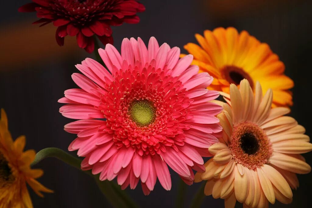 гербера джемсона смесь. гермини сури. гербера мариатта. гербера абиссинская. гербера колоргейм.