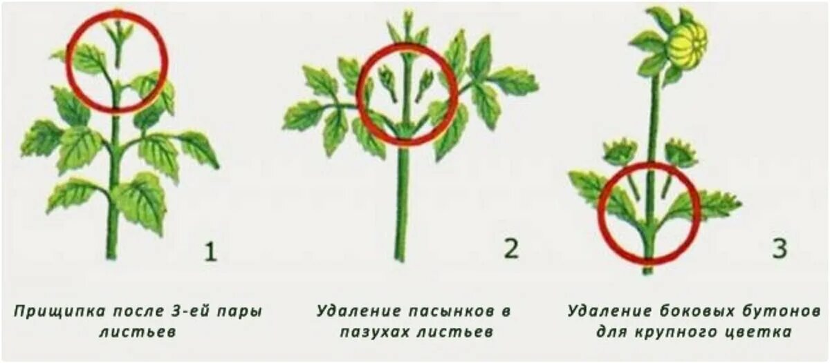 Нужно ли обрезать макушку у помидор