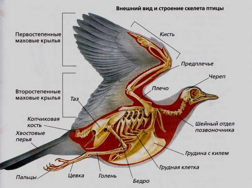 Строение канарейки внутреннее. Выделительная система птиц. Органы голубя анатомия. Строение птицы 7 класс биология. Внутреннее строение сизого голубя.