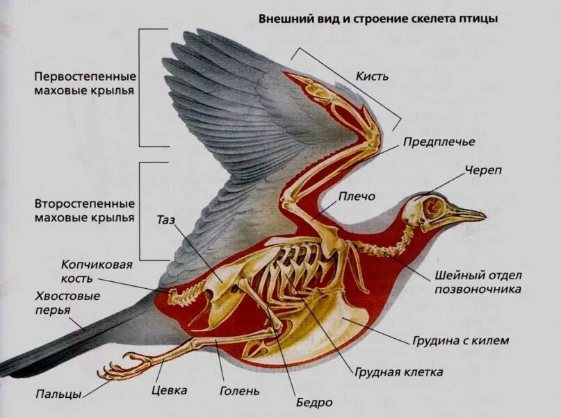 Особенности строения и жизнедеятельности птиц 8 класс. Внутреннее строение птицы биология 7 класс. Внутреннее строение птиц 8 класс биология. Внутреннее строение птицы самца. Внутреннее строение голубя.