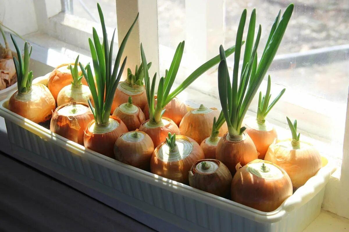 Как вырастить лук на окне. Лук на зелень на подоконнике. Лук севок на подоконнике для зелени. Лук севок зеленый. Лук севок на подоконнике для зелени.
