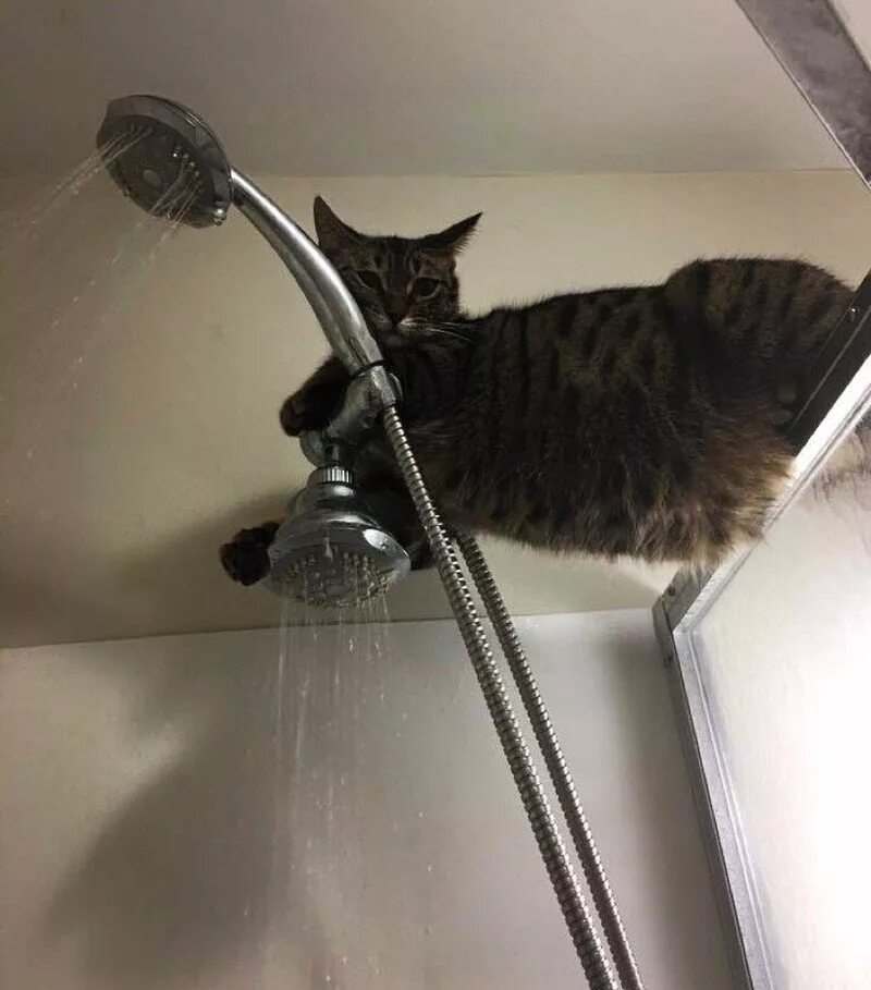 Котик в душе. Кошачий душ. Кошачья душа. Кошачья душа. Кошачья душа.