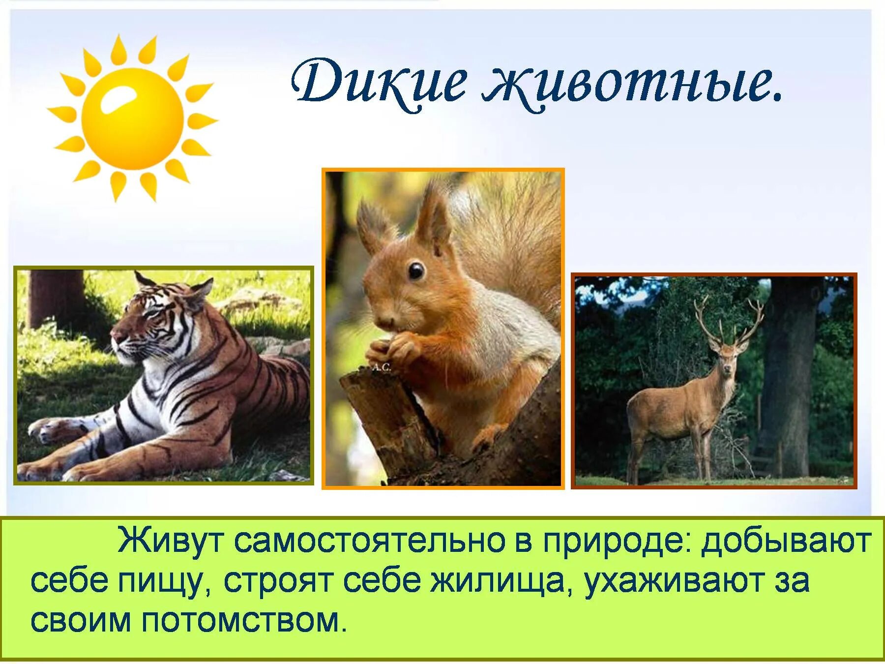 Какие дикие животные обитают в твоем регионе. Презентация на тему Дикие животные. Дикие и домашние животные презентация. Презентация про диких животных. Животные для презентации.