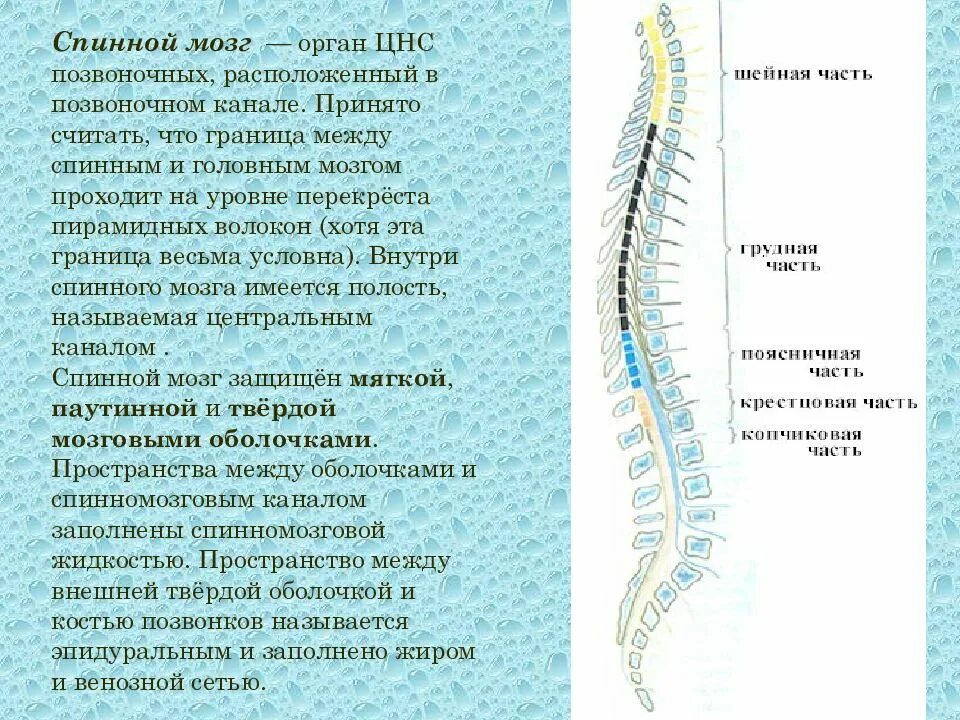 Спинной мозг и Позвоночный канал. Границы спинного мозга. Граница спинного и головного мозга. Границы спинного мозга верхняя и нижняя. Какую функцию выполняет спинной мозг у акулы