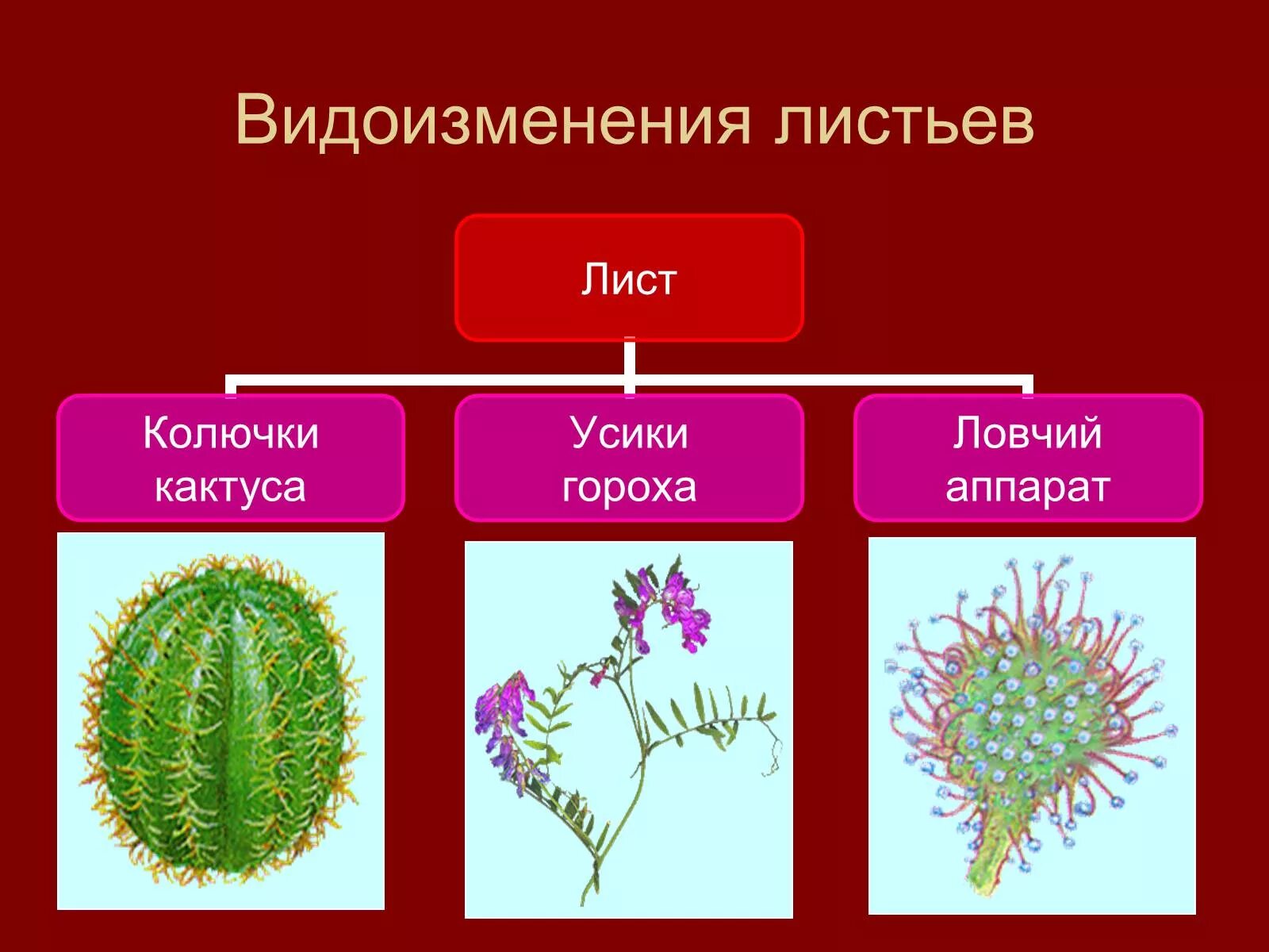 Видоизменённые листья 6 класс биология. Видоизменения листьев Ловчий аппарат. Видоизмененные листья 5 класс биология. Биология 6 кл видоизменение листьев.