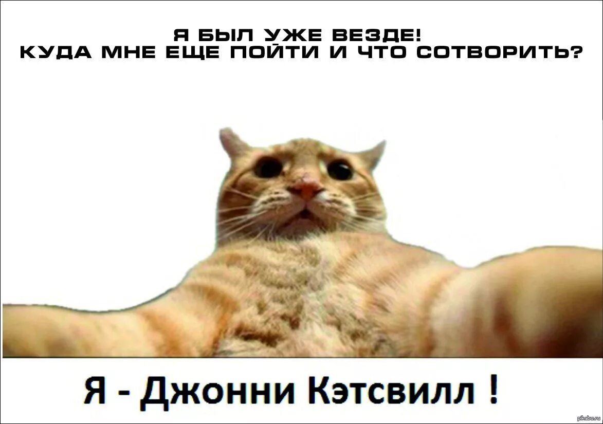 Кот мем. Сплошное наебалово. Том что они есть везде. Том что они есть везде. Том что они есть везде.
