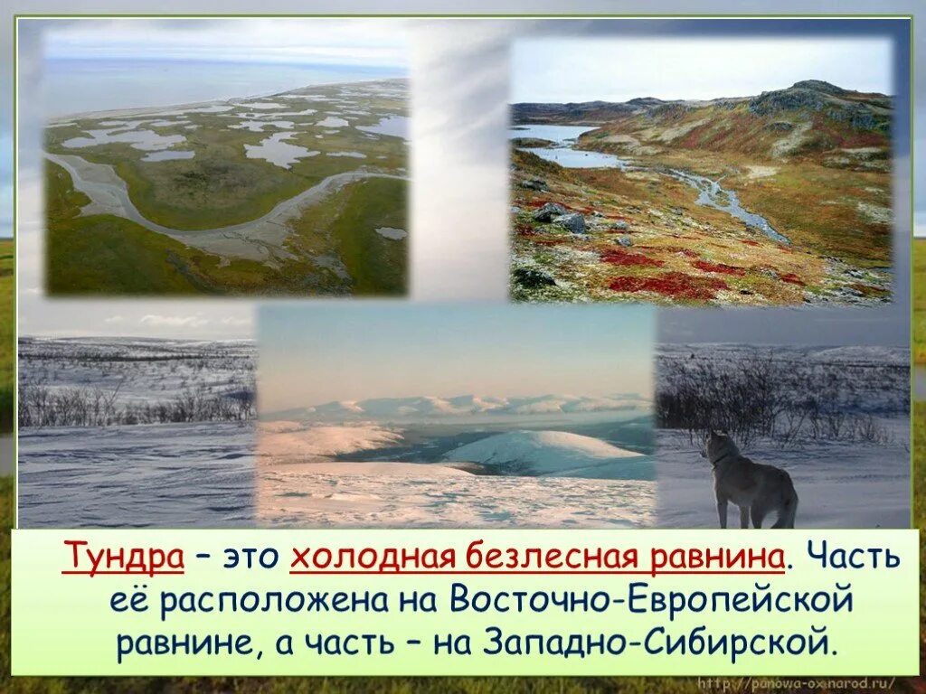 Тундра природная зона россии 4 класс. Природная зона тундра 4 класс окружающий мир. Тундра Восточно европейской равнины. Тундра Безлесная зона. Тундра холодная Безлесная равнина.