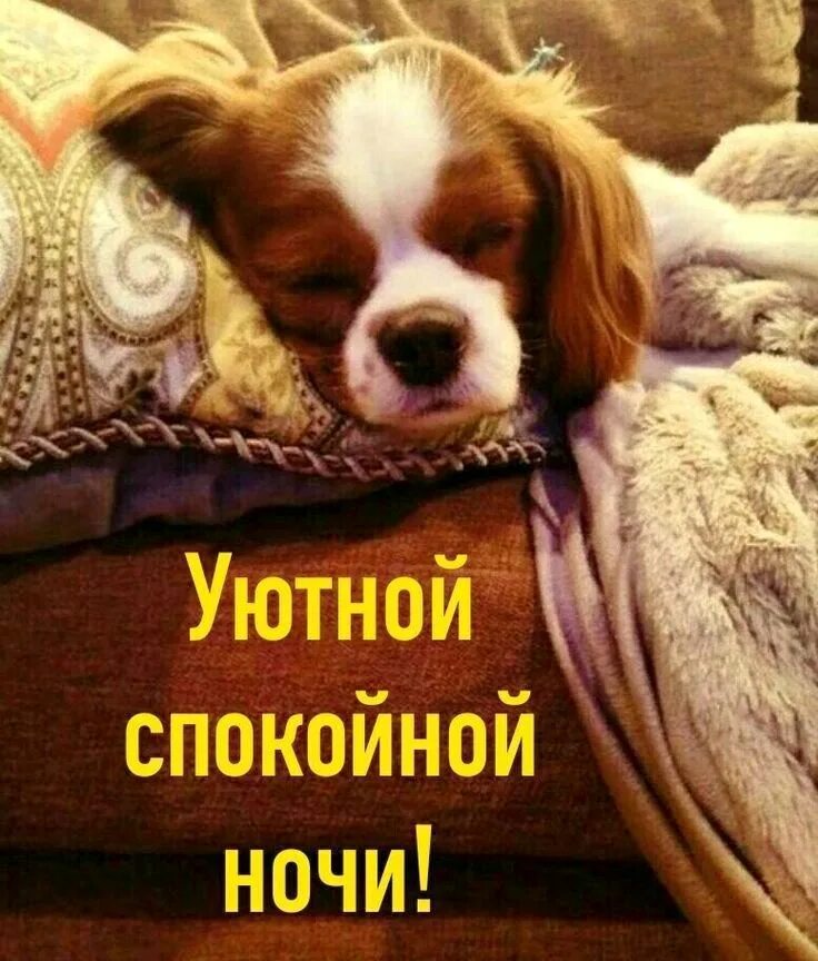 Пожелания спокойной ночи. Спокойной ночи забавные животные. Картинка спокойной ночи с животными прикольные. Сладких снов собачки. Пожелания спокойной ночи.