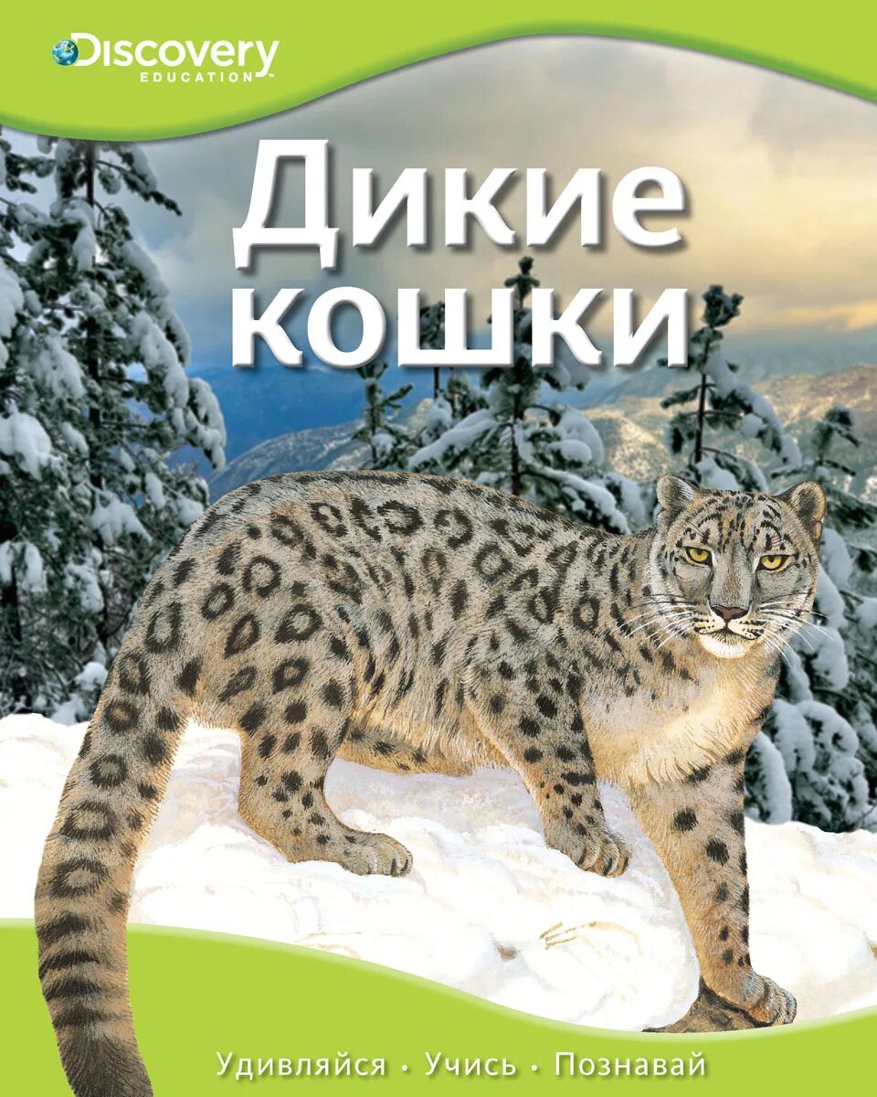 Книга дикий кот. Дикие кошки книга. энциклопедия диких кошек книга. дикие кошки энциклопедия для детей. детская книга о диких кошках.