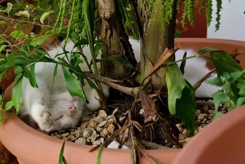 Cat plants