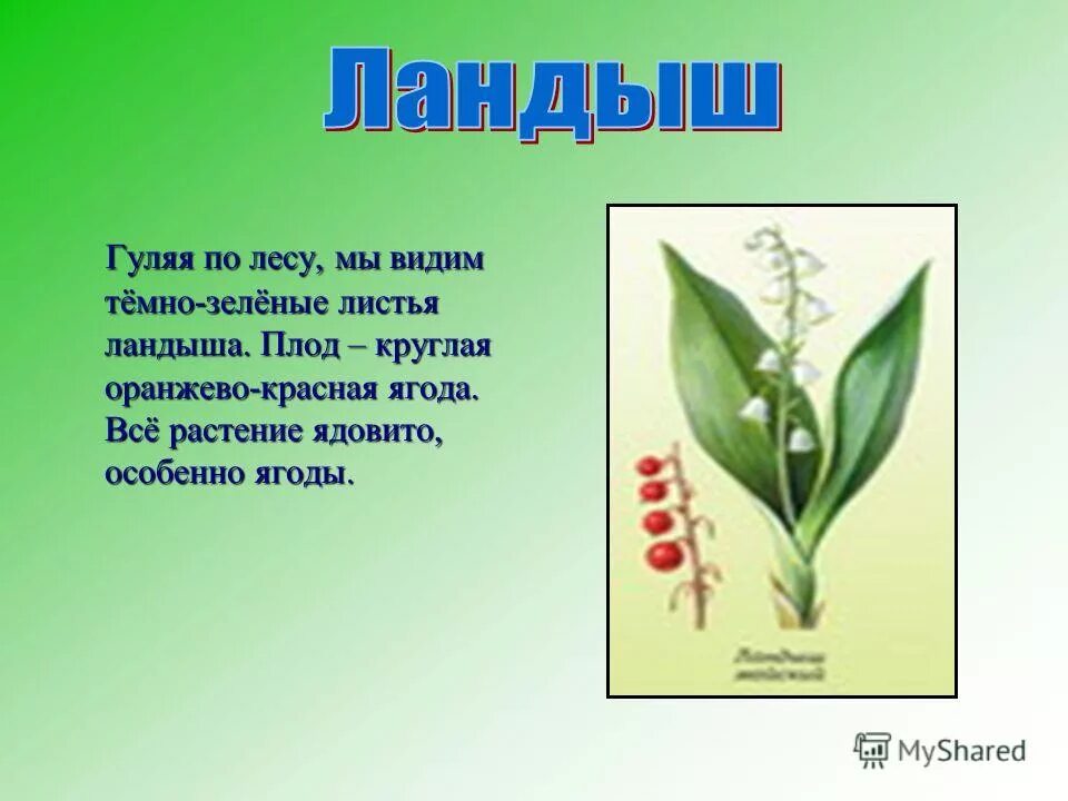 Доклад о растениях. Рассказ о растении. Рассказ для 3 классов про растения. Маленький рассказ о растении. Сообщение план о любых ядовитых растений