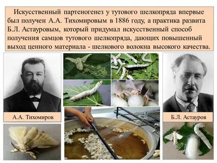 Полиплоидный тутовый шелкопряд