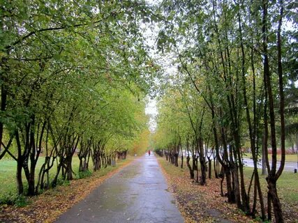 Яблоневая аллея сыктывкар