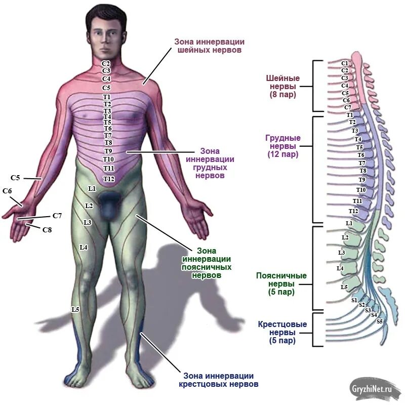 Части тела на груди. Зоны иннервации спинномозговых нервов схема. Зоны иннервации спинномозговых нервов грудного отдела. Зоны иннервации сегментов спинного мозга. Позвоночник зоны иннервации схема.