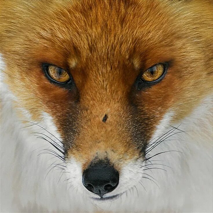 Лиса гетерохромия. Глаза лисы. Морда лисы. Лисас зеленыси глазами. Fox wild