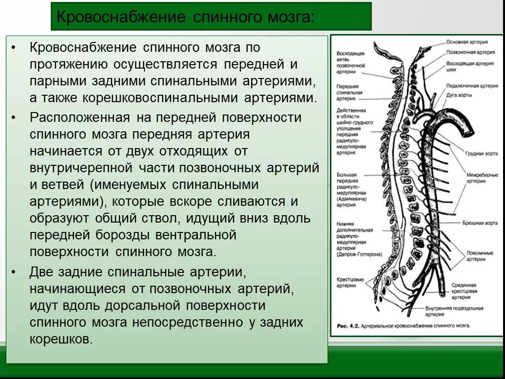 В какую систему органов входит спинной мозг. Артерия Депрож Готтерона анатомия. Сосуды спинного мозга анатомия. Кровообращение спинного мозга анатомия. Кровоснабжение спинного мозга по длиннику.