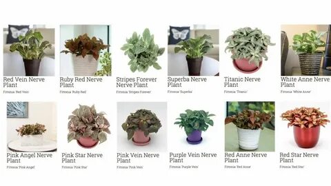 Common plants