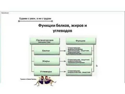 Являются главными источниками энергии белки или углеводы